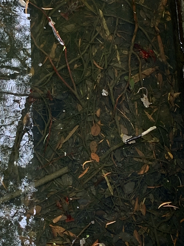 Red Swamp Crayfish