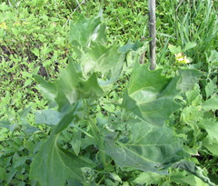 Atriplex sagittata