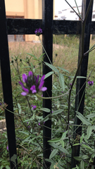 Bituminaria bituminosa