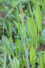 Plantago virginica