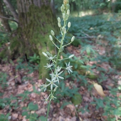 Ornithogalum sphaerocarpum