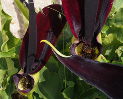 Arum palaestinum