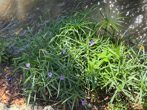 Ruellia simplex, 2026-06-03