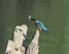 Alcedo atthis