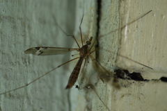 Tipula praecisa