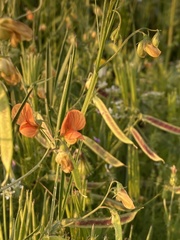 Lathyrus hierosolymitanus