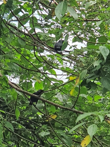 Asian Glossy Starling