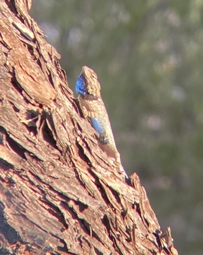 Clark's Spiny Lizard