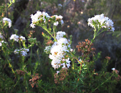 Lachnaea diosmoides
