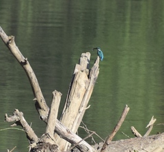 Alcedo atthis