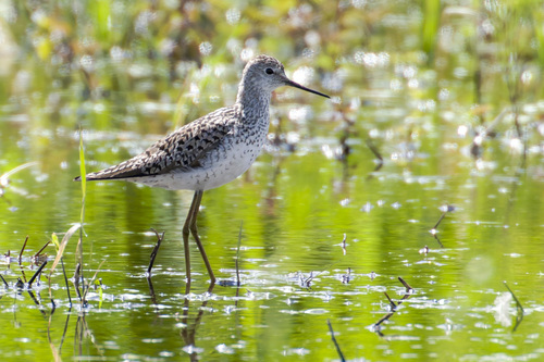 iNaturalist image