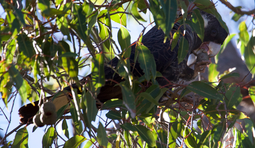 Baudin's Black Cockatoo (Zanda baudinii), photo 5