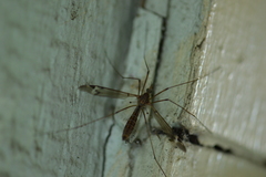 Tipula praecisa
