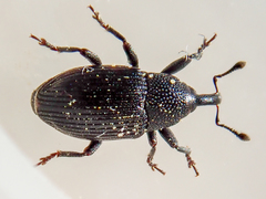 Baris artemisiae