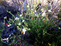 Lachnaea diosmoides