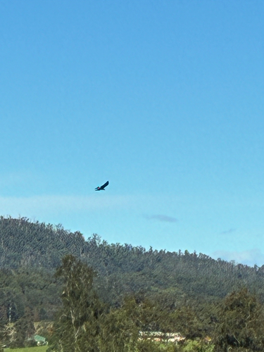 Wedge-tailed Eagle