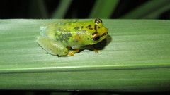 Hyperolius pusillus
