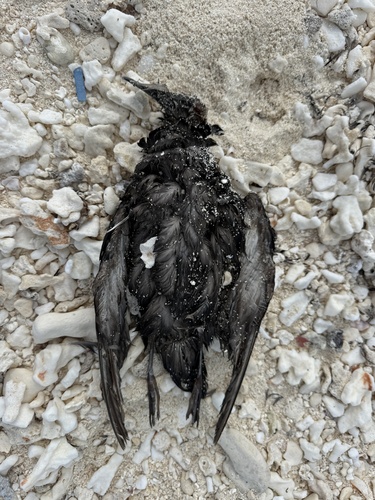 Puffinus griseus, 2026-05-15