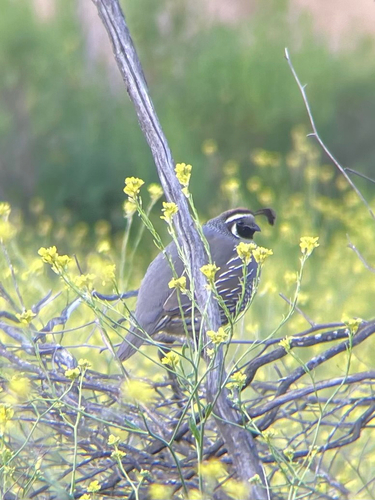 iNaturalist observation photo of California Quail