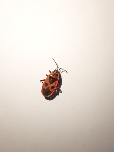 European Firebug