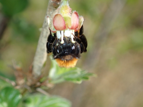 Tawny Mining Bee, photo 6 of 10