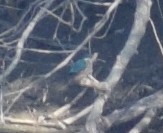 Alcedo atthis