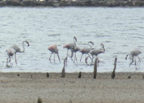 iNaturalist image