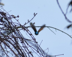 Alcedo atthis