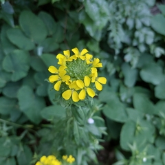 Erysimum odoratum, photograph author not stated, no rights reserved