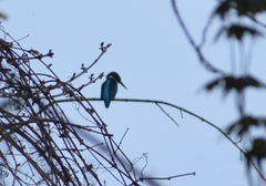 Alcedo atthis