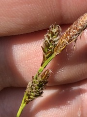Carex caryophyllea