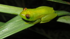 Hyperolius argus