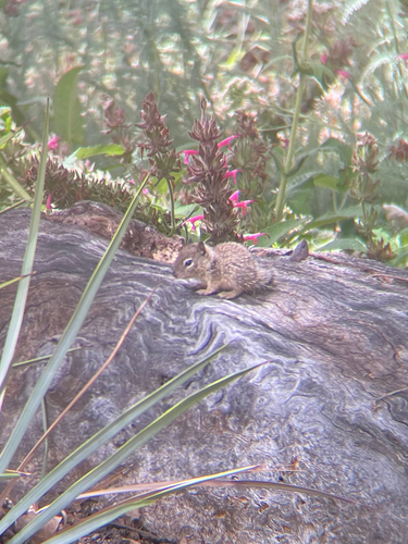 iNaturalist observation photo of California Ground Squirrel