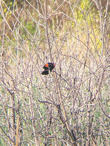 iNaturalist observation photo of Red-winged Blackbird