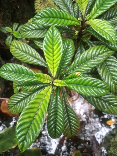 Cyrtandra longifolia observed 2026-06-01