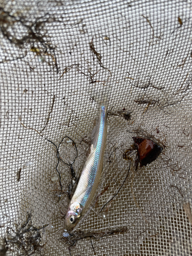 Pacific Rainbow Smelt