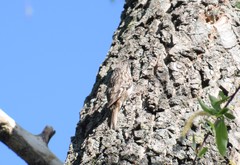 Certhia brachydactyla