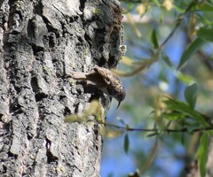 Certhia brachydactyla