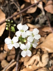 Cardamine trifolia