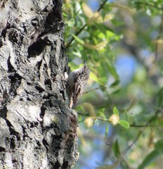 Certhia brachydactyla