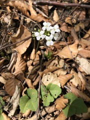 Cardamine trifolia