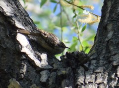 Certhia brachydactyla