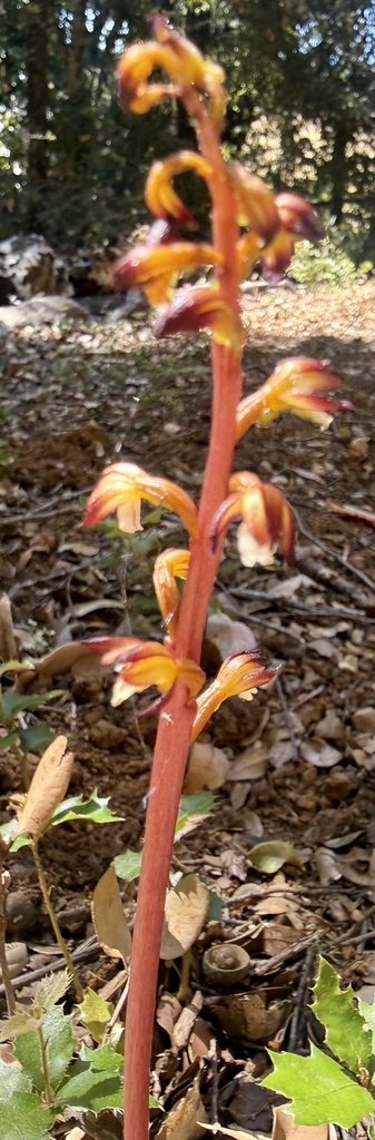Corallorhiza maculata; photograph Chuck Wilson, CC0, iNaturalist via GBIF