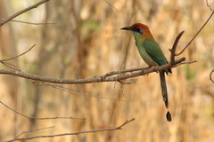 Russet-Crowned Motmot photo 4