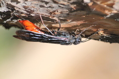 Sirex nigricornis