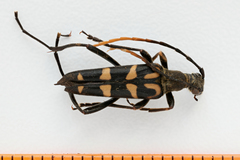 Leptura annularis