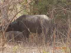 Syncerus caffer brachyceros