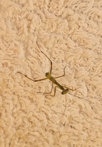 Transcaucasian Giant Mantis