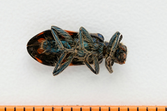 Trichodes ircutensis