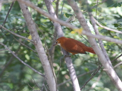 Megaxenops parnaguae